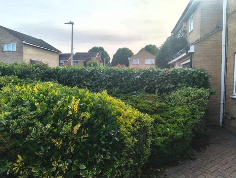 Hedges after trimming