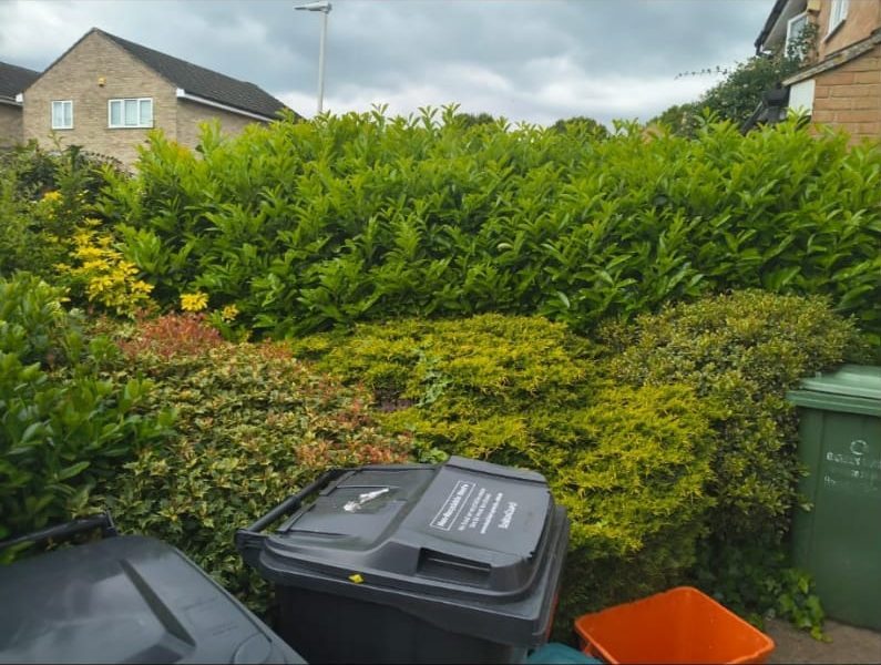 Overgrown hedges before trimming