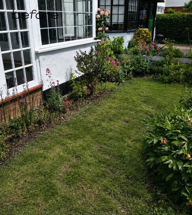 Front lawn before cutting